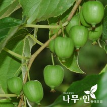 [나무인] 개량다래 일세다래 포트묘, 1개