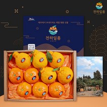 [명품패키지] 귤담원 레드향 한라봉 천혜향 명품 선물세트 3kg 5kg, 1박스, 10.천혜향 선물세트 3kg 대과(5-8과)