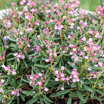 충주원예조경/애기진달래/각시석남/콤팩타/17cm포트묘/개화주, 주