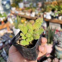 (공주네다육이화원)콜루멜라 특이한 다육식물