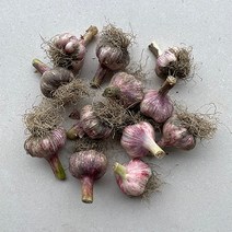 23년 수확 국내산 대서마늘 햇마늘 마늘, 5kg(대), 1개
