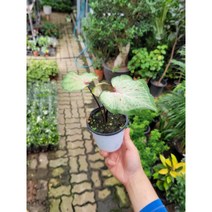 페퍼민트칼라디움 페퍼민트 소품 15~30cm 115