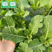 GAP 인증 저탄소 유기농 당일수확 모듬쌈채소 600g, 단품