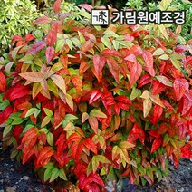 남천나무, 남천나무 키80~100cm  분묘 (5개묶음)