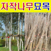 (D)백자작(자작나무)묘목(2년생 포트 80센치) 7그루, 1개