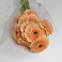 볼거베라 피치 오렌지 핑크 (1단10대) 생화택배 (고속터미널꽃시장 직배송) 꽃예꽃, 며칠 기다렸다가 꽃 입고 되는대로 발송, 금~일요일 구매시 (화요일 도착), 볼거베라 진오렌지