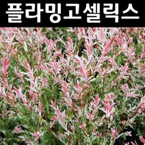 무늬버들/플라밍고셀릭스 나무 묘목 개화주 포트 1개/정원/공원/조경수