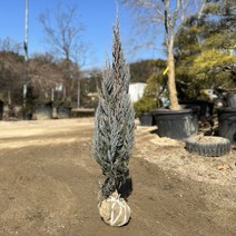 블루엔젤 사계절 푸른 빛을 띄는 사철나무 금강원예, H1.2 X W0.3, 1개