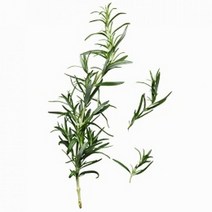 몰드몰 ( 프래그런스오일 ) 버가못 베르가못, [ 20ml ]