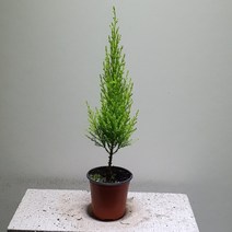 [공룡꽃식물원]진정한 율마 외목대 소품 롱 30~40cm