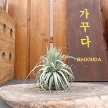 가꾸다 틸란드시아 텍토름 텍토룸 테토름, 1개