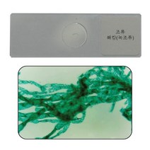 영구프레파라트 - 해캄 낱개 / ARI-C5022-B (ARI), 상세페이지 참조, 상세페이지 참조
