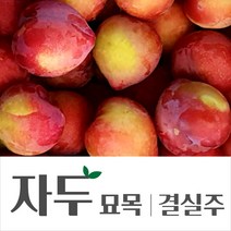 [경민농원]자두나무결실주(대왕 추희 대석 바이오체리), 1개
