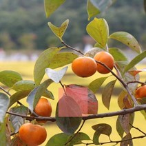 창원단감 10kg, 상세페이지 참조