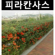 피라칸사스(피라칸타) 키80cm~1m 1개/나무 묘목/상록수/조경용
