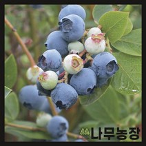 (나무농장) 블루베리나무 6치포트 ( M7 ), 1개