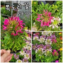칼라디움 래디안스 중품 003 특랜덤 공기정화식물/미세먼지/공기정화효과 공기정화식물