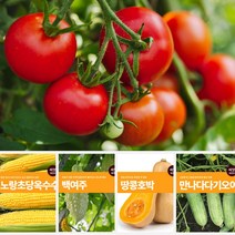 열매 채소 씨앗 모음 마이플랜트 강낭콩 와송 오이 호박 여주 고추 종자 베란다텃밭, 스파클완두콩