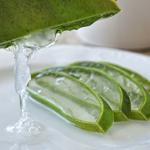 [동네장보기] 생알로에 식용 알로에잎 먹고 바르는 탱글탱글 알로에베라, 3kg