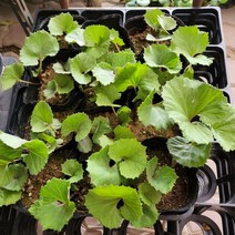 머위 모종 2022 새 상품/머위 모종 1개