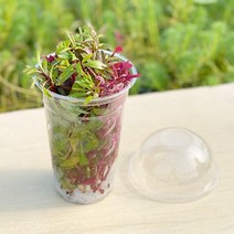 컵수초 5종 랜덤 수초키우기