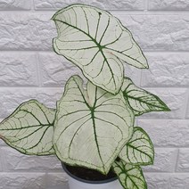 칼라디움 칸디덤38