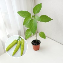 바나나고추 키우기 풀 패키지 재배키트 DIY 당조고추, 지피포트(1형)