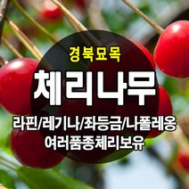 [경북농원] 체리나무묘목 신품종 자가수정 (라핀/레기나/좌등금/나폴레옹등등) 접목묘, 스위트하트(자가수정) 접목 중묘, 1개