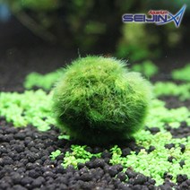 세진수족관 모스볼 [4cm]/모스볼키우기/마리모