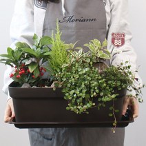 [모리앤]초화박스(대)+받침_3 colors, 화이트