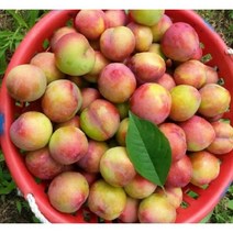 달콤한 자두 5kg 한박스 제철과일 선물 추천 가을 고당도, 2.상사이즈