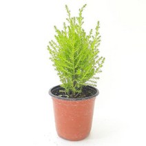 율마(소) 실내공기정화식물 공기청정식물 율마키우기, 본상품선택