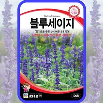블루세이지 씨앗 블루세이지씨앗 100립 꽃씨 청사루비아 빅토리아블루 블루베더 샐비어