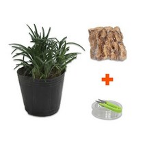바보사랑 DIY 마이플랜츠 황호석 애란 .미미네아쿠아