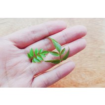 자스민 1팩 약 30잎