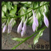 (나무농장) 야생화 무늬비비추 포트 ( 5주묶음 )
