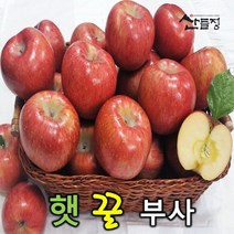 경북사과 햇 꿀 부사 사과10kg 5kg 3kg [산지직송] 산들정, 1box, 01. 사과 3kg (11~15과 내외) 가정용 흠과