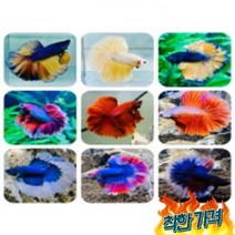 하프문베타(랜덤발송) 베타키우기