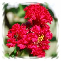 [꽃씨]배롱나무(목백일홍), 미니종 적색계혼합 : 10립