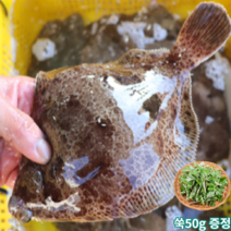 봄도다리 손질 생물 도다리 쑥국 1kg, 1kg 손질후 800g 내외+쑥 50g