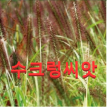 (성실)(산림종자씨앗) 수크령씨앗(1kg) 1봉