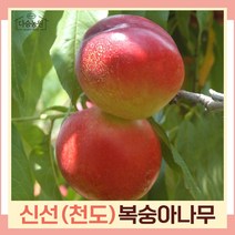 복숭아나무 묘목 천도복숭아 신선 접목1년생 뿌리묘 1개