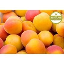 살구씨오일 (Apricot Kernel oil) 500ml