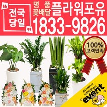 플라워포유 축하 오픈 개업 공기청정 관엽식물 화분선물 당일배송 꽃배달, (선택27)녹보수