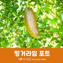 핑거라임/워초프/포트/도시농부/텃밭/모종/씨앗