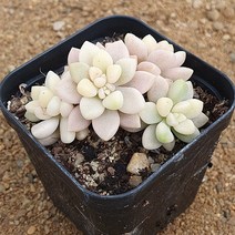 [다육식물]베라히긴스금, 1개