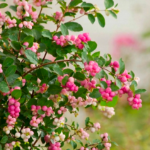 스노우베리 묘목 (프라이드) 최고로 예쁜 핑크열매를 강력추천합니다 / 전국생육 / 포트묘 FG110