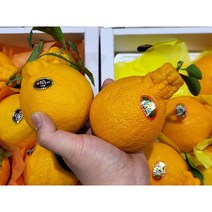 제주 신품종 고당도 써니트한라봉 선물용, 보자기포함 선물용 2.5kg (9과수/ 대과)