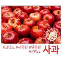 고가유통 / 고당도 꿀사과 부사 홍로 거창/영주/청송/산청/밀양얼음골사과, 고당도사과36-40개(10kg)
