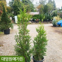 그린자이언트 키80/120cm 울타리 크리스마스트리 정원수 싸이프러스 측백나무, 02. H1.2내외 (포트제외)